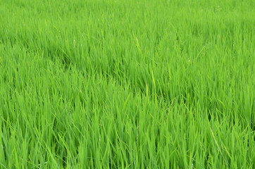 Green rice fields of Thailand