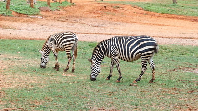 zebra eating grass