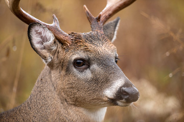 Fototapeta premium White-tailed deer buck