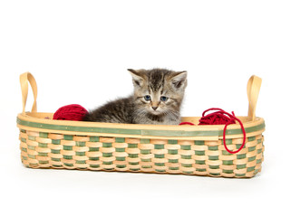 Fototapeta na wymiar Cute tabby kitten in basket