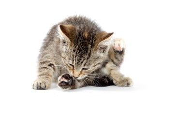 Kitten chewing its paw