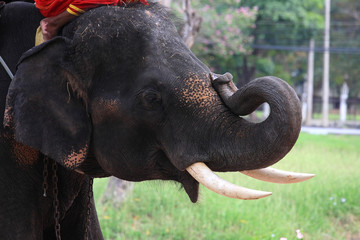 Adorable elephant bending its tusk