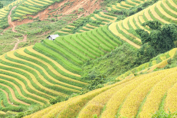 Rice terraces and cottage in the mountains