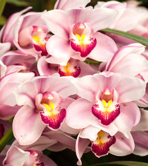 Obraz na płótnie Canvas purpurowa orchidea