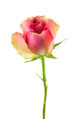 Obraz premium rosa Rose