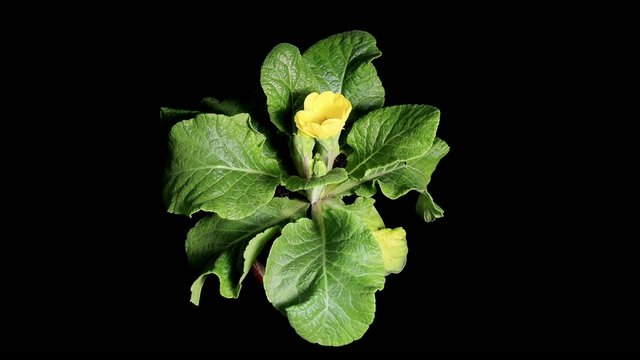 Flowering yellow primula on the black background (Primula)