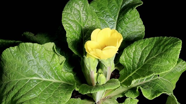Flowering yellow primula on the black background (Primula)
