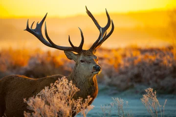 Acrylic prints Deer Red deer in morning sun