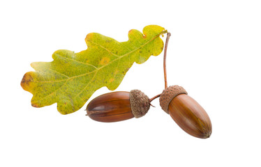 two acorns