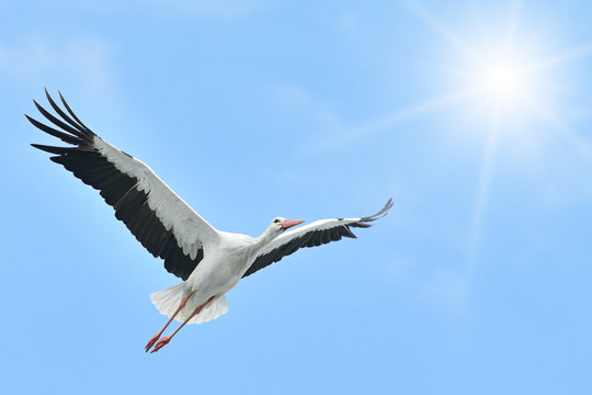 Flying White Stork sunlit
