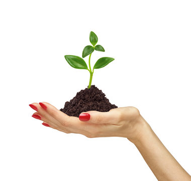 woman's hand holding a plant growing out of the ground, on white