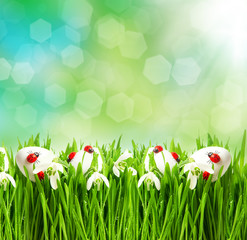 herbe verte fraîche avec des fleurs et des œufs de pâques