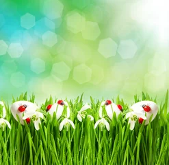 Crédence de cuisine en verre imprimé Coccinelles herbe verte fraîche avec des fleurs et des œufs de pâques
