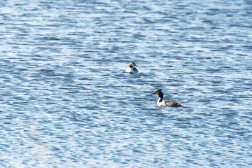 Great Crested Grebes in water