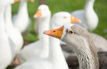 Obraz premium Gooses