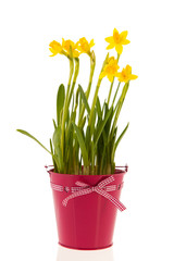Daffodils in pink bucket