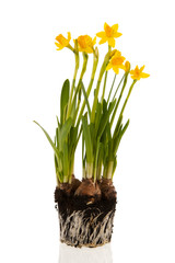 Yellow daffodils in spring