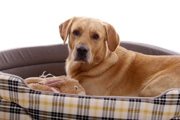 Hund Retriever Portrait