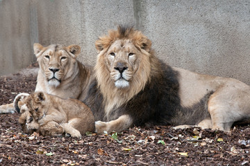family of lions