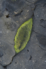 Steinformationen am Strand von Famara in Lanzarote © Cezanne-Fotografie