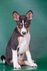 Little Basenji puppy, 2 mounth, on the green