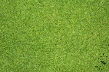 Dollar icon on green grass background - 49325338