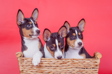 Three Little Basenji puppies, 2 mounth, on the red