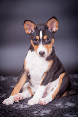 Little Basenji puppy, 2 mounth, on the black