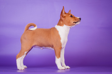 Little basenji puppy (1,5 month old) on lilac