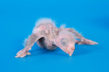 Red-fronted Kakariki parakeet baby © Farinoza