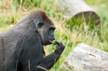 gorilla eating