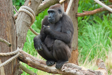 Fototapeta premium gorilla