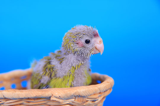 Red-fronted Kakariki parakeet baby