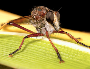robberfly