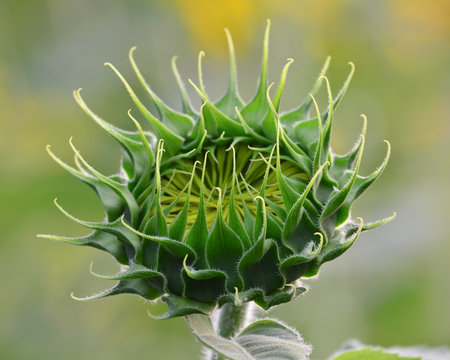 Closeup Of Sunflower Bud