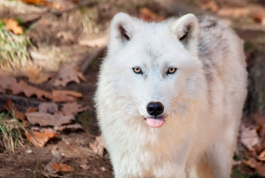 Arctic Wolf Sticking his Tongue Out at the Camera