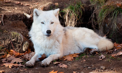 Obraz premium Arctic Wolf Looking at the Camera