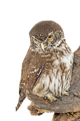 Sperlingskauz (Glaucidium passerinum)