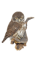 Sperlingskauz (Glaucidium passerinum)