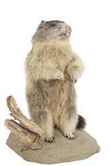 Alpenmurmeltier (Marmota marmota)