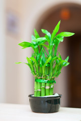 lucky bamboo plant in  pot