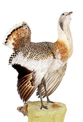 Gro&szlig;trappe (Otis tarda) freigestellt