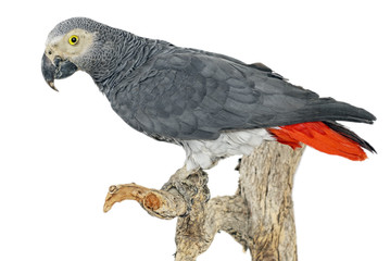 Graupapagei (Psittacus erithacus) freigestellt