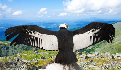 Andean condor  in wildness area