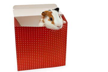 guinea pig in the present box