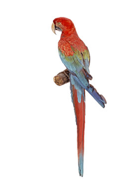 Dunkelroter Ara (Ara chloroptera) freigestellt