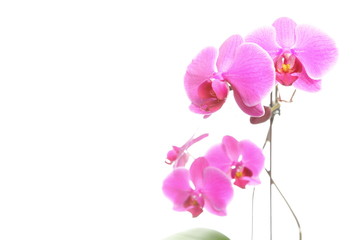 Naklejka na ściany i meble Phalaenopsis. Purpurowe orchidea na białym tle