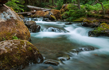 Fototapeta na wymiar Creek w lesie