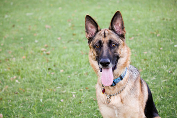 German Shepherd at the Dog Park