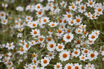 Pretty White Flowers Blooming in a Garden